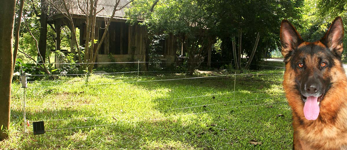 รั้วสุนัข พีพีเฟ้นซ์